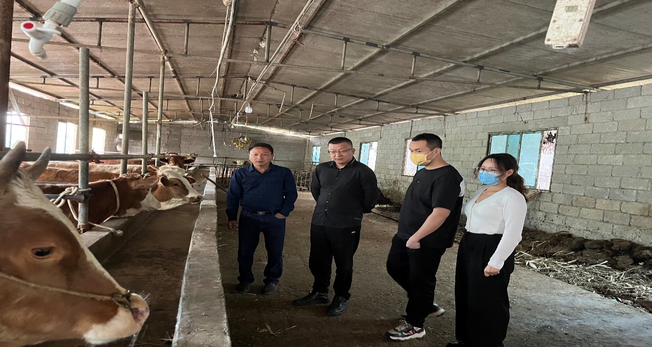 貴州省農(nóng)科院畜牧飼料技術(shù)開發(fā) 引領(lǐng)綠色養(yǎng)殖新篇章